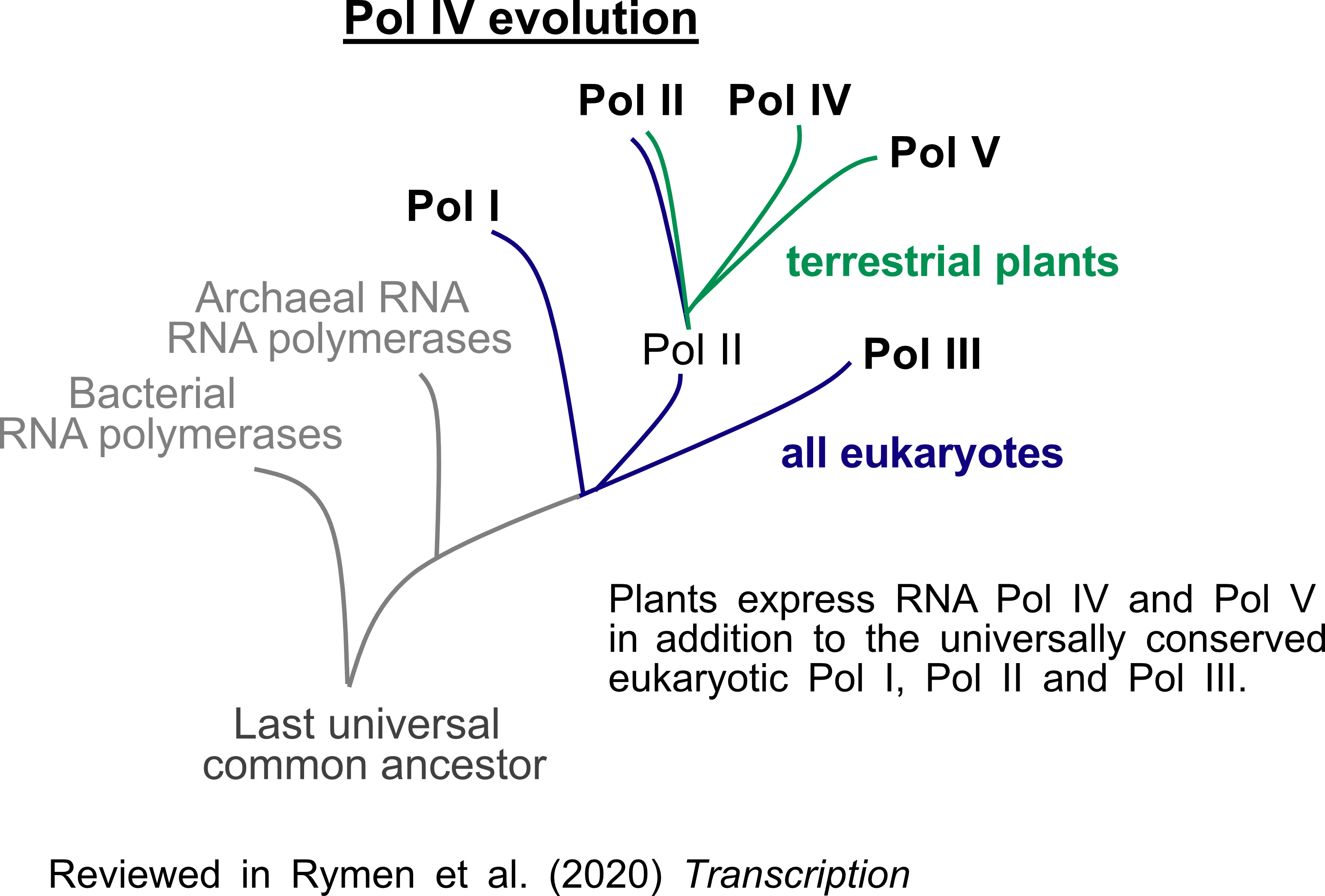 Pol IV evolution