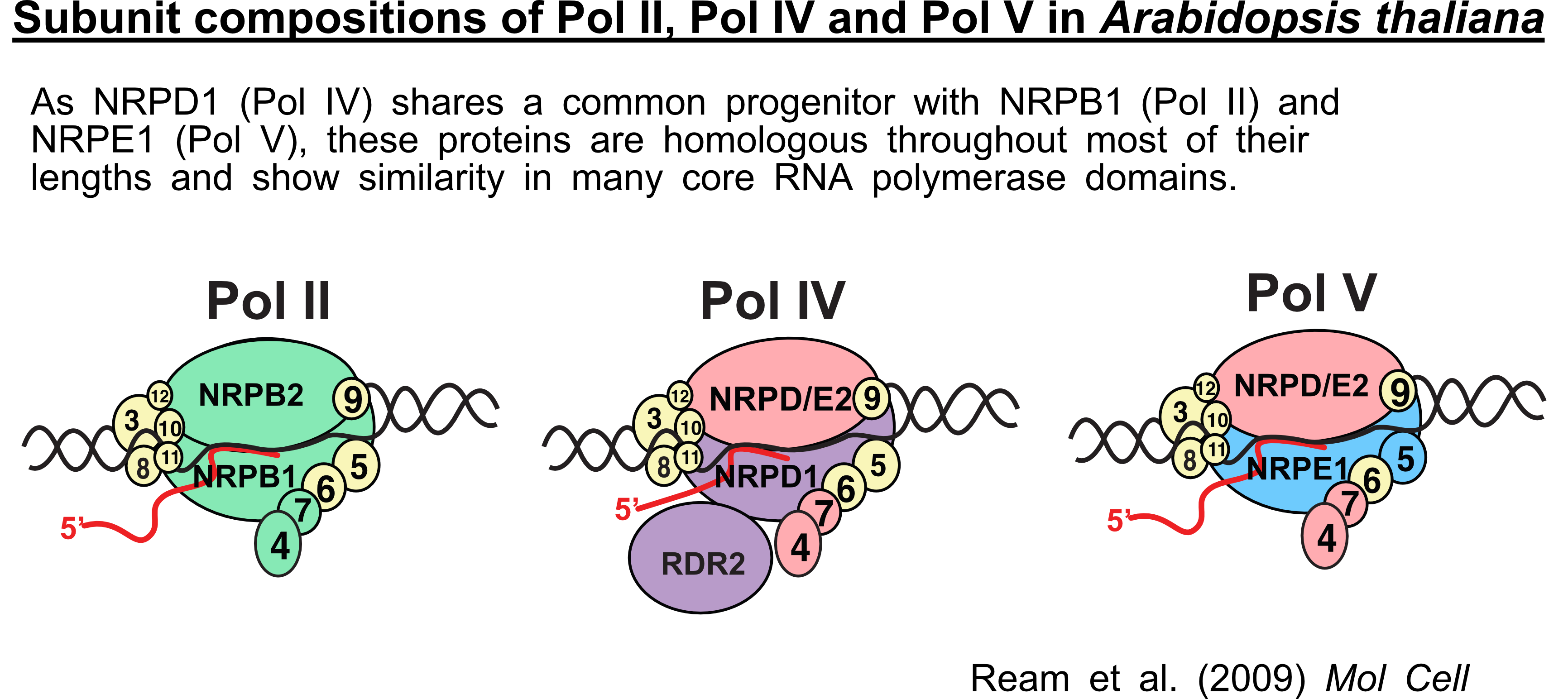 Subunit composition