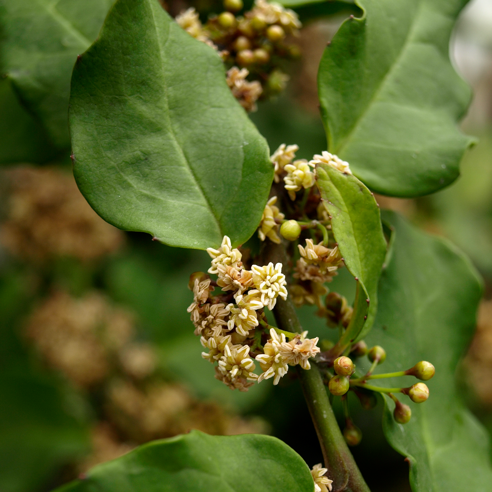 images/index_species/Amborella_trichopoda.png