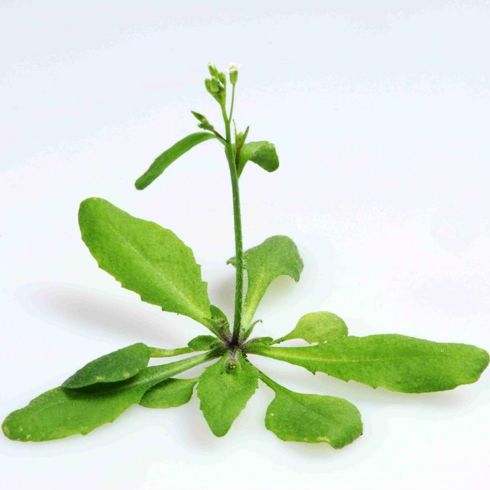 images/index_species/Arabidopsis_thaliana.png