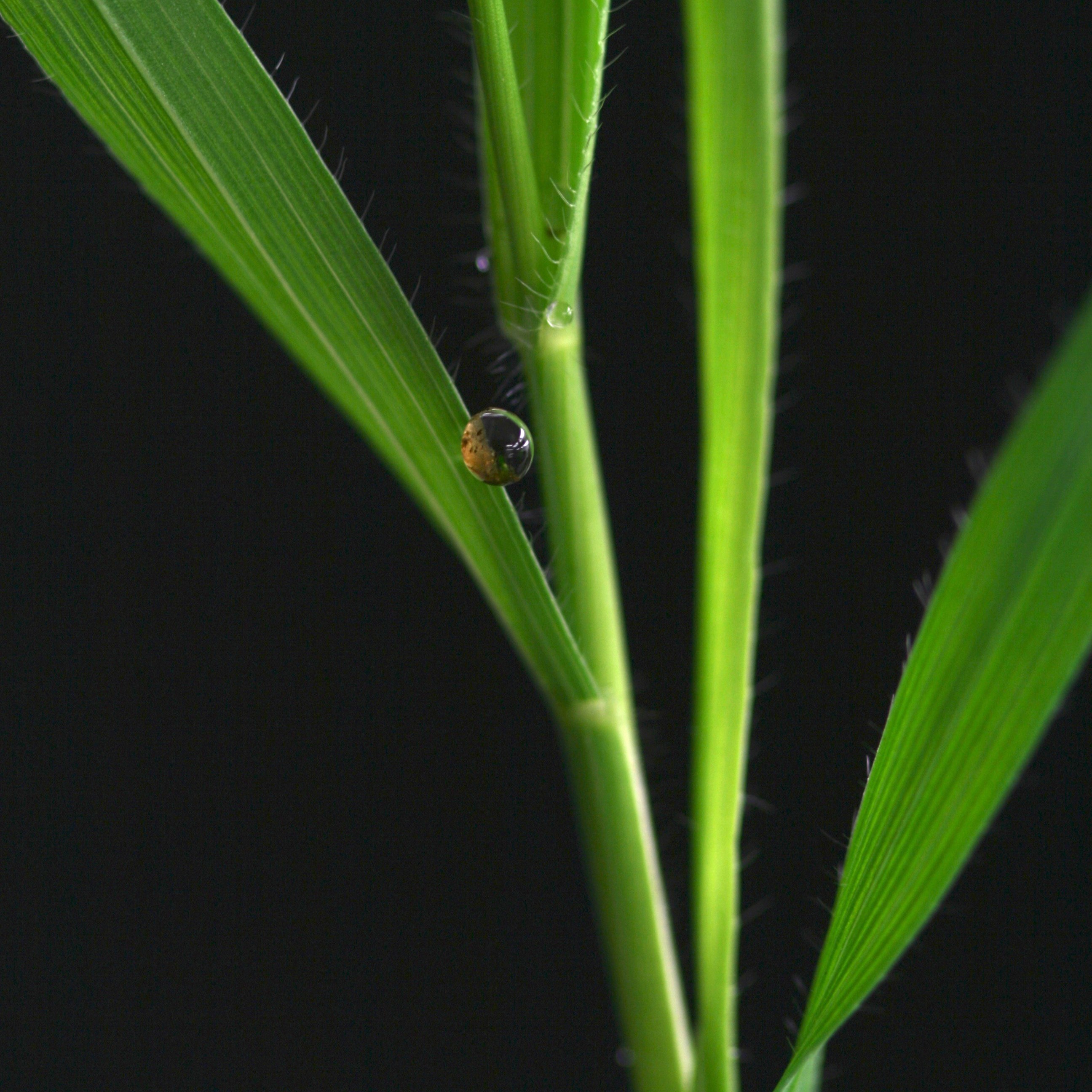 images/index_species/Brachypodium_distachyon.png