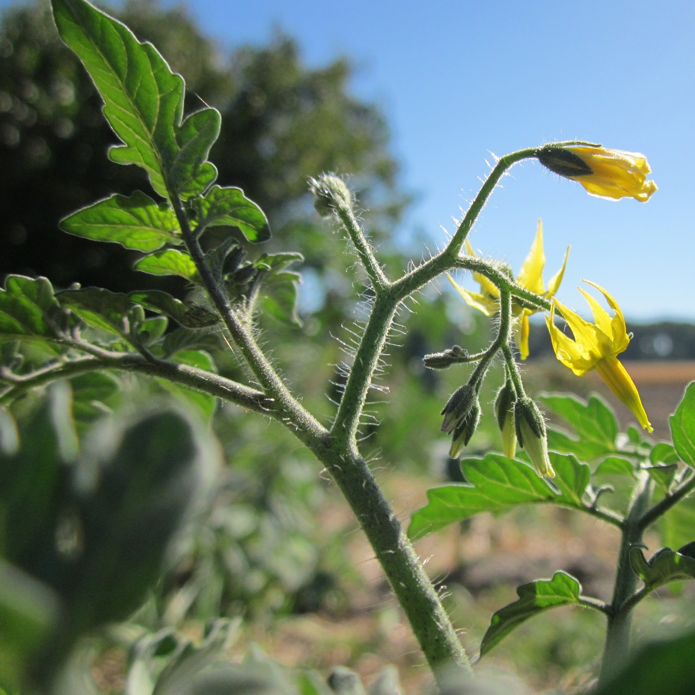 images/index_species/Solanum_lycopersicum.png