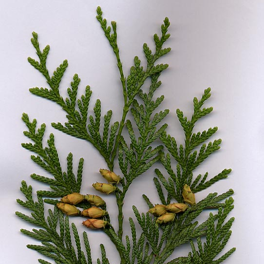 images/index_species/Thuja_plicata.png